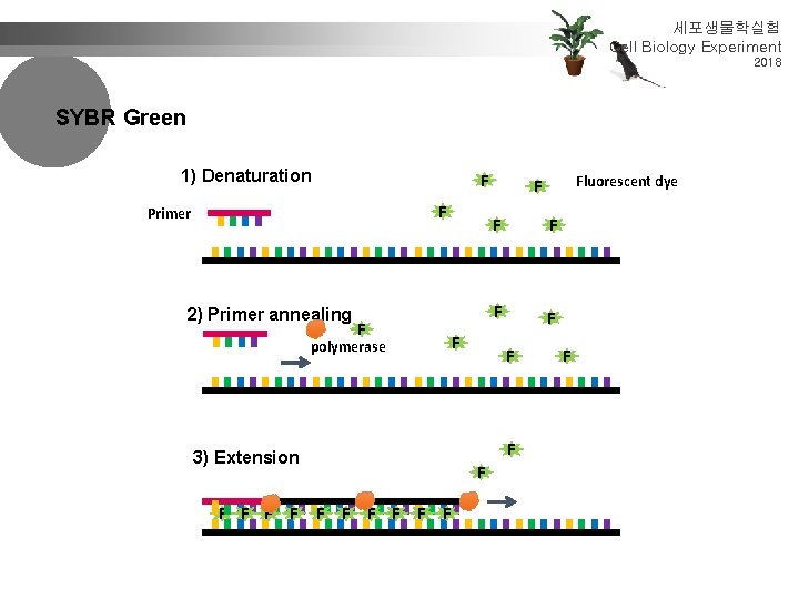 세포생물학실험 Cell Biology Experiment 2018 SYBR Green 1) Denaturation F F Primer 2) Primer