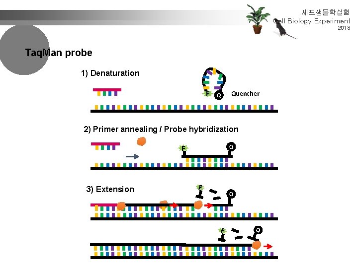 세포생물학실험 Cell Biology Experiment 2018 Taq. Man probe 1) Denaturation F Q Quencher 2)