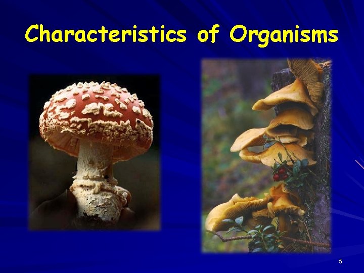 Characteristics of Organisms 5 