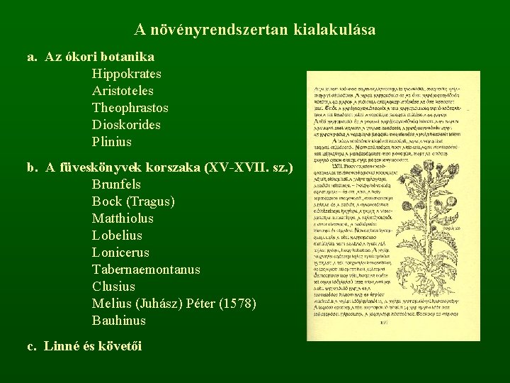 A növényrendszertan kialakulása a. Az ókori botanika Hippokrates Aristoteles Theophrastos Dioskorides Plinius b. A