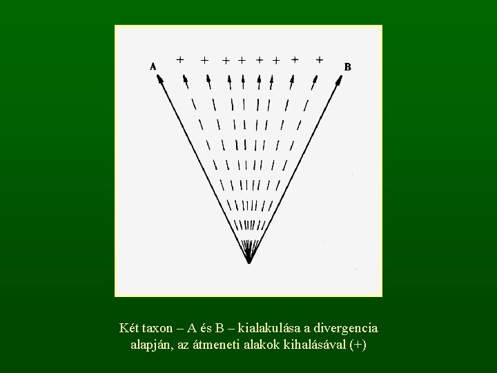 Két taxon – A és B – kialakulása a divergencia alapján, az átmeneti alakok