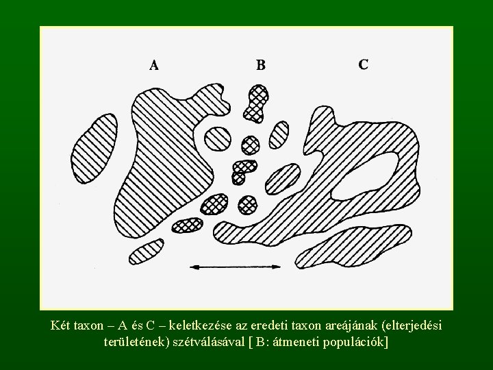 Két taxon – A és C – keletkezése az eredeti taxon areájának (elterjedési területének)