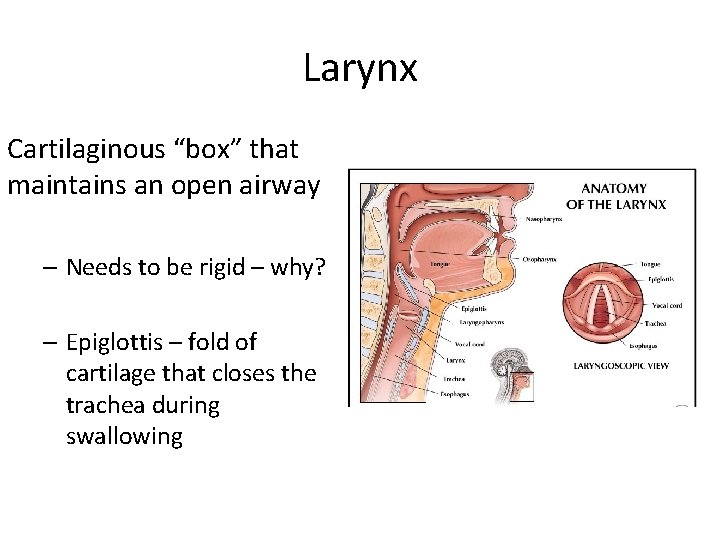 Larynx Cartilaginous “box” that maintains an open airway – Needs to be rigid –