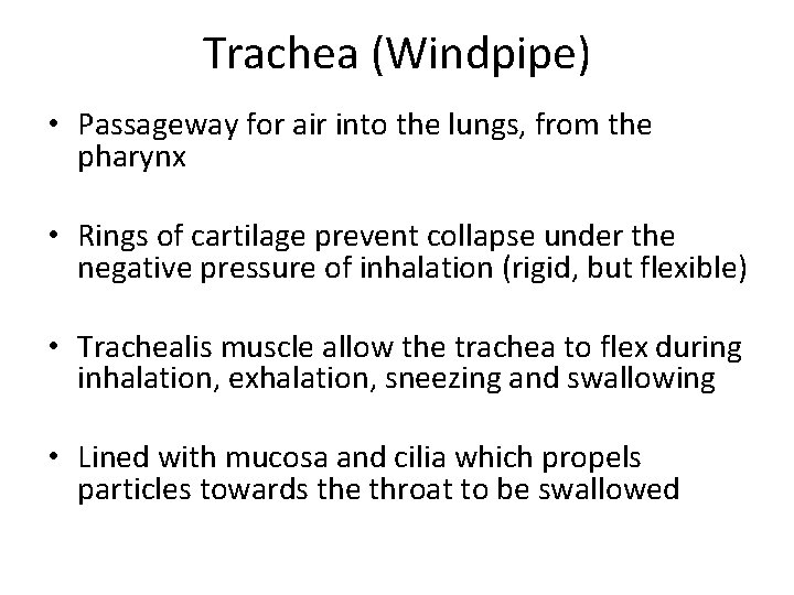 Trachea (Windpipe) • Passageway for air into the lungs, from the pharynx • Rings