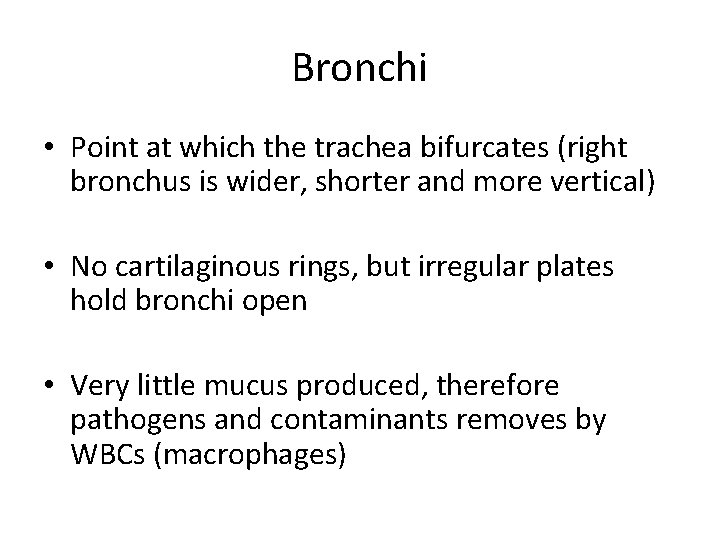 Bronchi • Point at which the trachea bifurcates (right bronchus is wider, shorter and