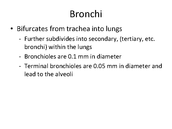 Bronchi • Bifurcates from trachea into lungs - Further subdivides into secondary, (tertiary, etc.
