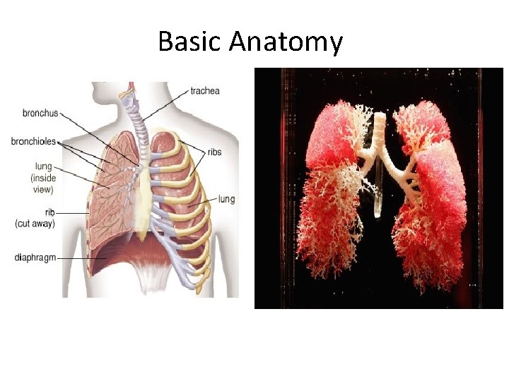 Basic Anatomy 