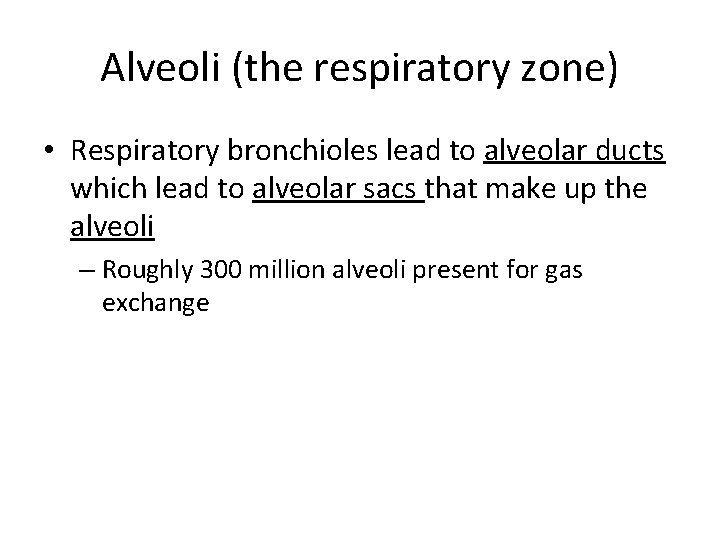 Alveoli (the respiratory zone) • Respiratory bronchioles lead to alveolar ducts which lead to