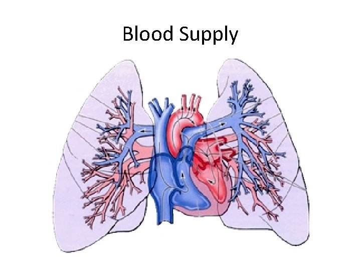 Blood Supply 