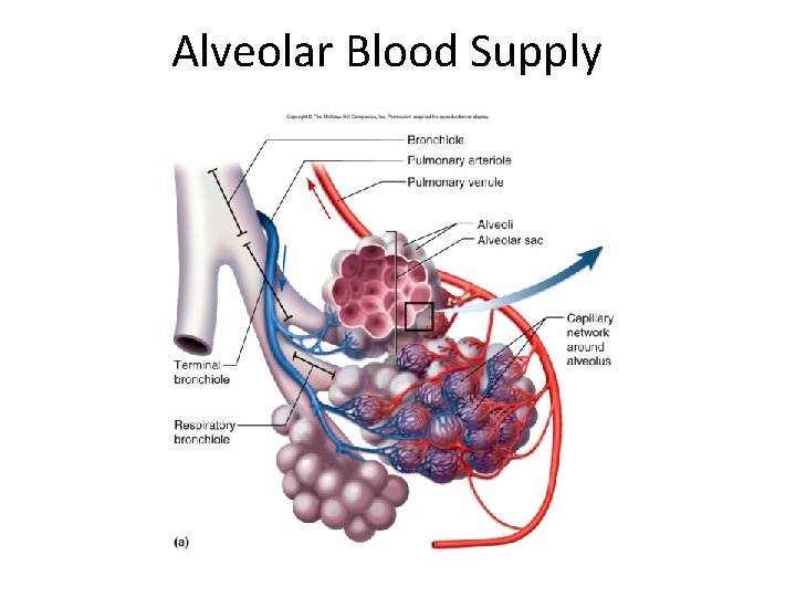 Alveolar Blood Supply 