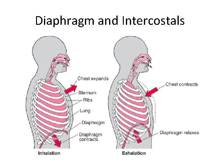 Diaphragm and Intercostals 