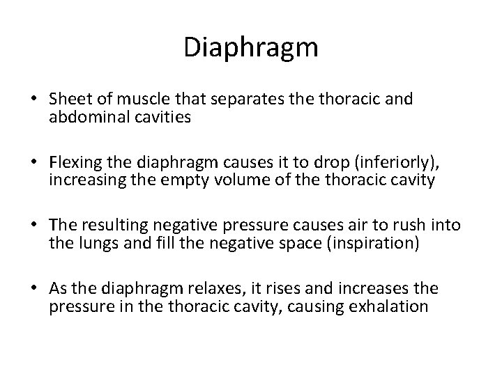 Diaphragm • Sheet of muscle that separates the thoracic and abdominal cavities • Flexing