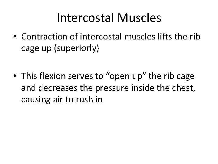 Intercostal Muscles • Contraction of intercostal muscles lifts the rib cage up (superiorly) •
