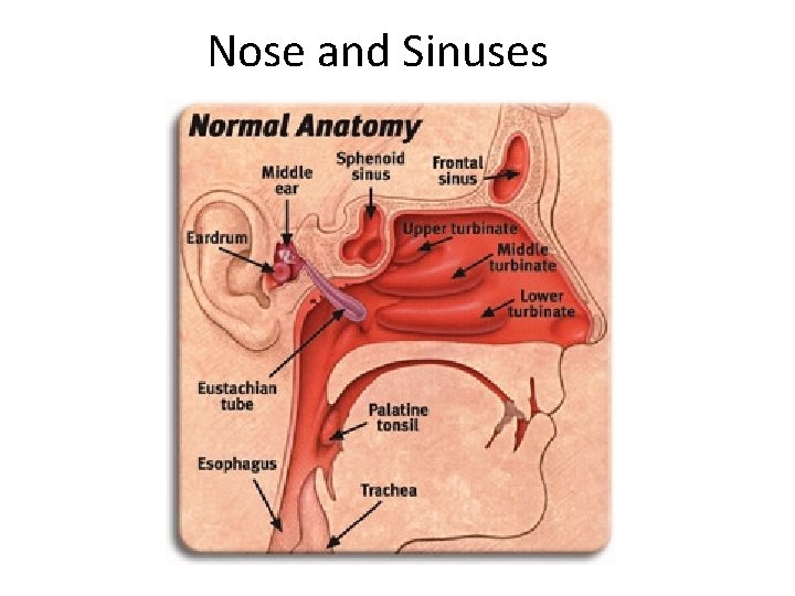 Nose and Sinuses 