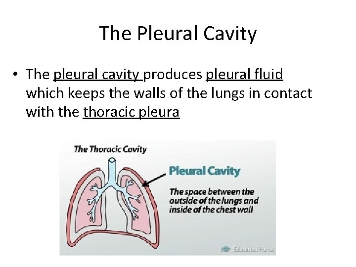 The Pleural Cavity • The pleural cavity produces pleural fluid which keeps the walls