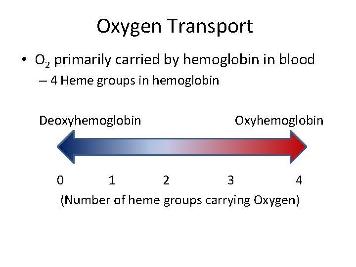 Oxygen Transport • O 2 primarily carried by hemoglobin in blood – 4 Heme