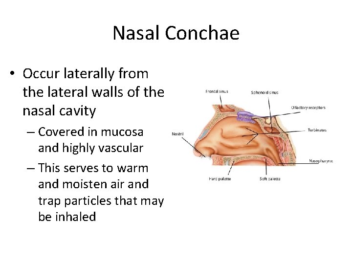 Nasal Conchae • Occur laterally from the lateral walls of the nasal cavity –
