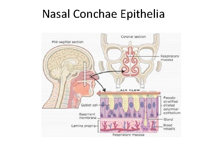 Nasal Conchae Epithelia 