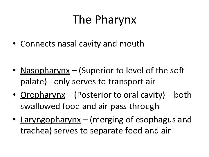 The Pharynx • Connects nasal cavity and mouth • Nasopharynx – (Superior to level
