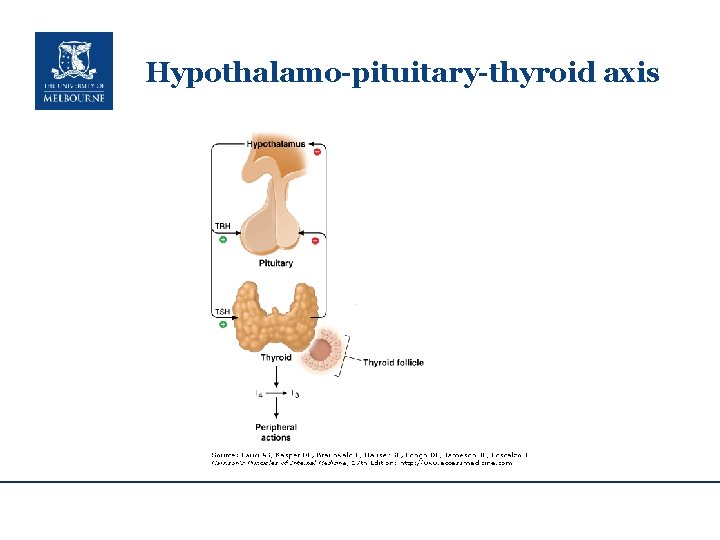 Hypothalamo-pituitary-thyroid axis 