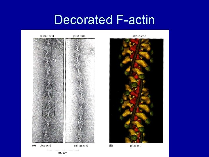 Decorated F-actin 