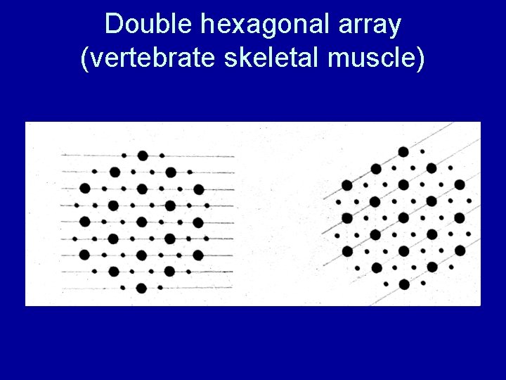 Double hexagonal array (vertebrate skeletal muscle) 