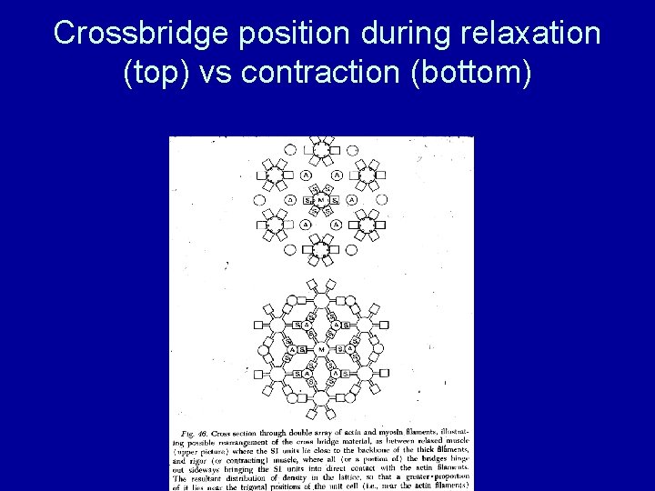 Crossbridge position during relaxation (top) vs contraction (bottom) 