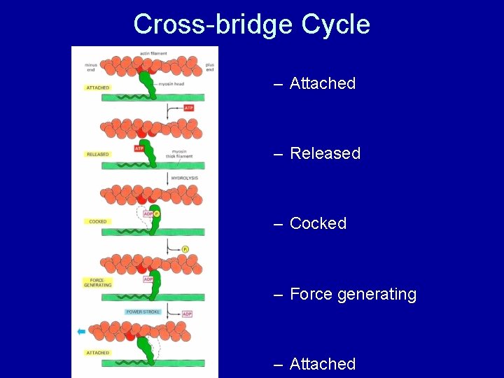 Cross-bridge Cycle – Attached – Released – Cocked – Force generating – Attached 