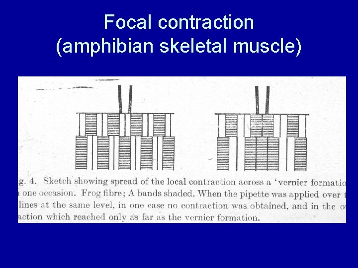 Focal contraction (amphibian skeletal muscle) 