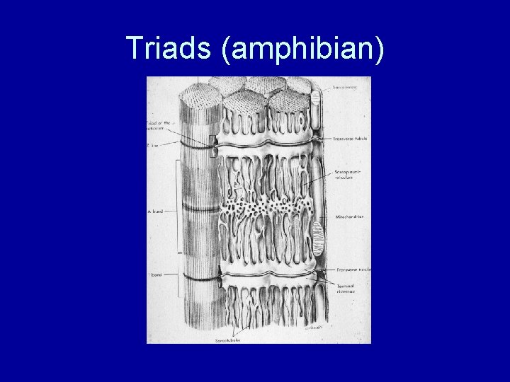 Triads (amphibian) 