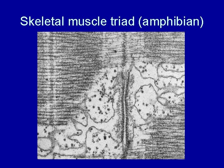 Skeletal muscle triad (amphibian) 
