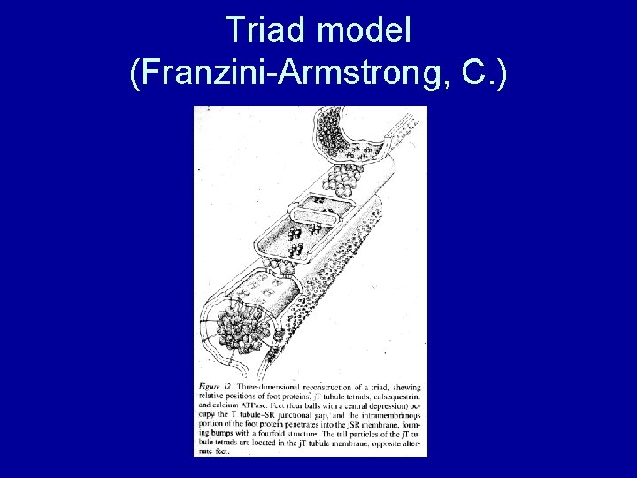 Triad model (Franzini-Armstrong, C. ) 