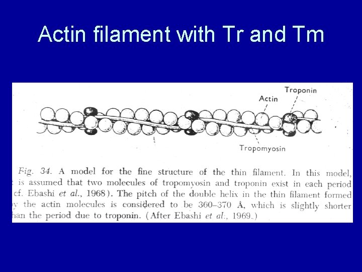 Actin filament with Tr and Tm 