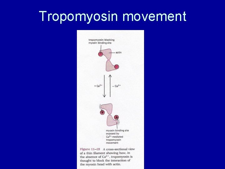 Tropomyosin movement 