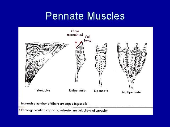 Pennate Muscles 