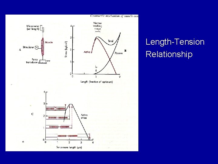 Length-Tension Relationship 
