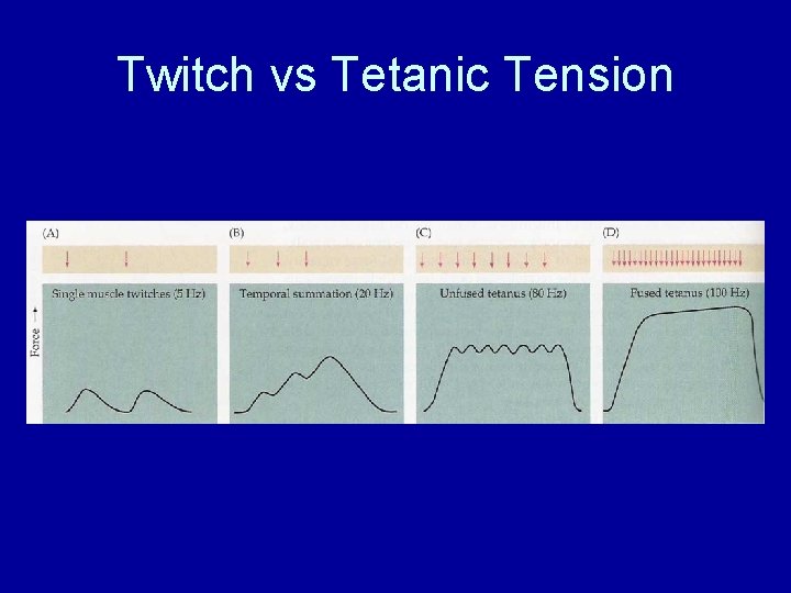 Twitch vs Tetanic Tension 