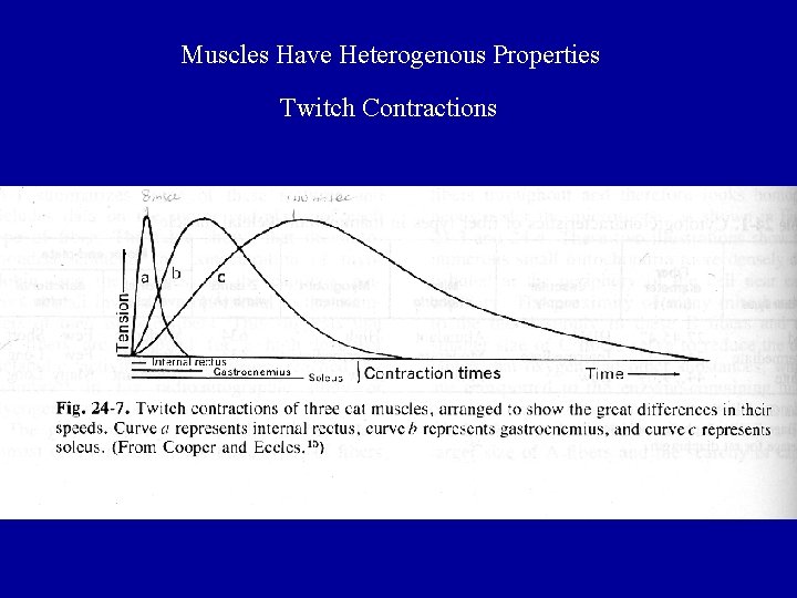 Muscles Have Heterogenous Properties Twitch Contractions 