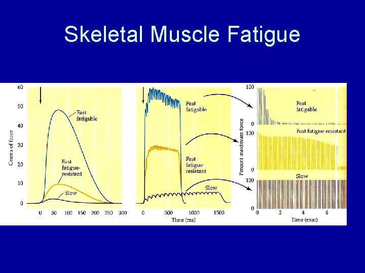 Skeletal Muscle Fatigue 
