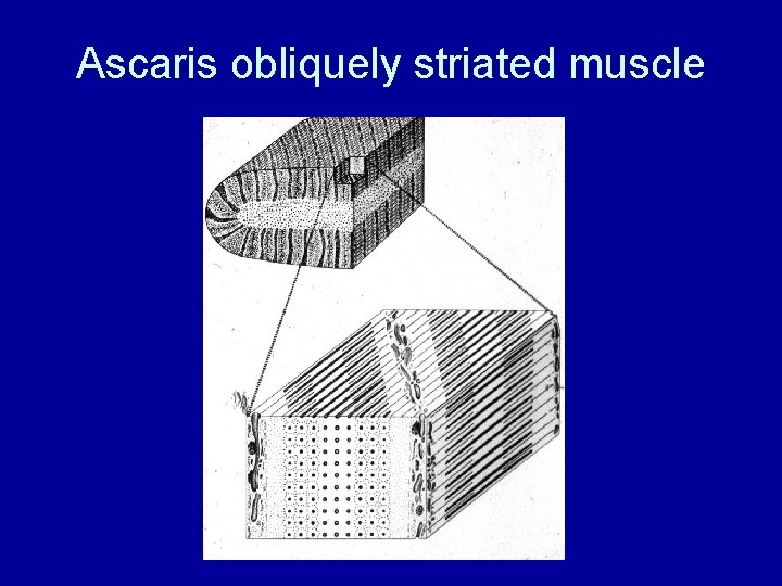 Ascaris obliquely striated muscle 