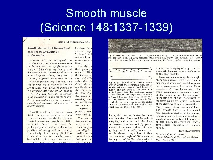 Smooth muscle (Science 148: 1337 -1339) 