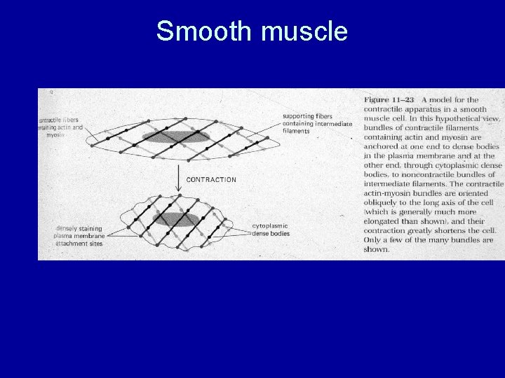 Smooth muscle 