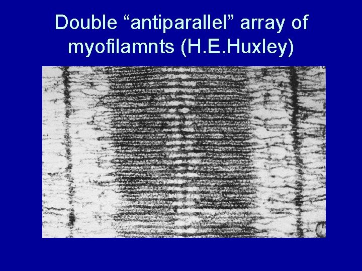 Double “antiparallel” array of myofilamnts (H. E. Huxley) 