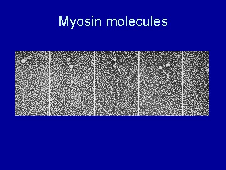 Myosin molecules 