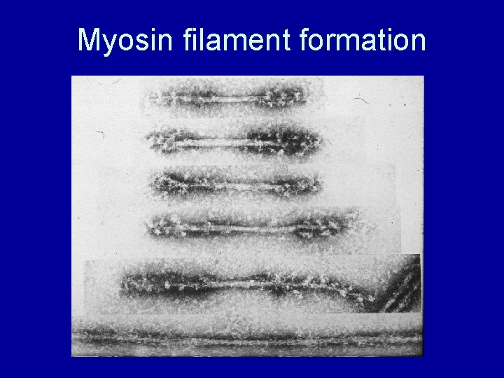 Myosin filament formation 