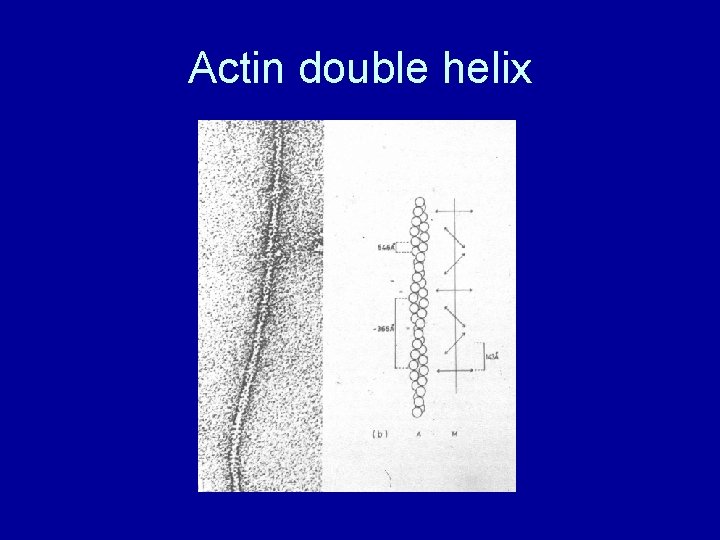 Actin double helix 