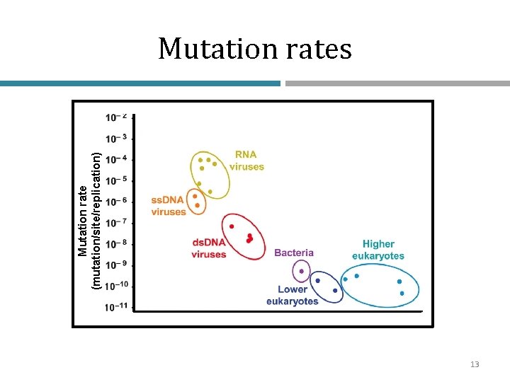 Mutation rate (mutation/site/replication) Mutation rates 13 