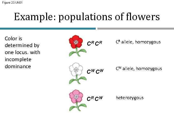 Figure 23. UN 01 Example: populations of flowers Color is determined by one locus.