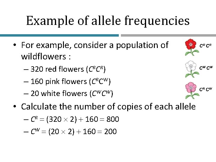 Example of allele frequencies • For example, consider a population of wildflowers : –