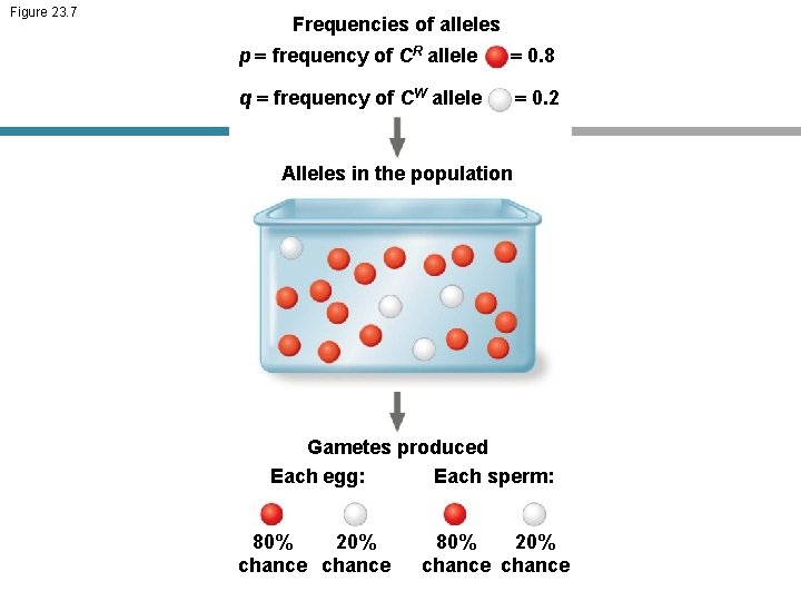 Figure 23. 7 Frequencies of alleles p = frequency of CR allele = 0.